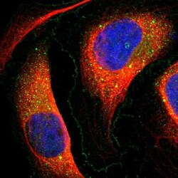 TMEM166 Antibody, Novus Biologicals:Antibodies:Primary Antibodies